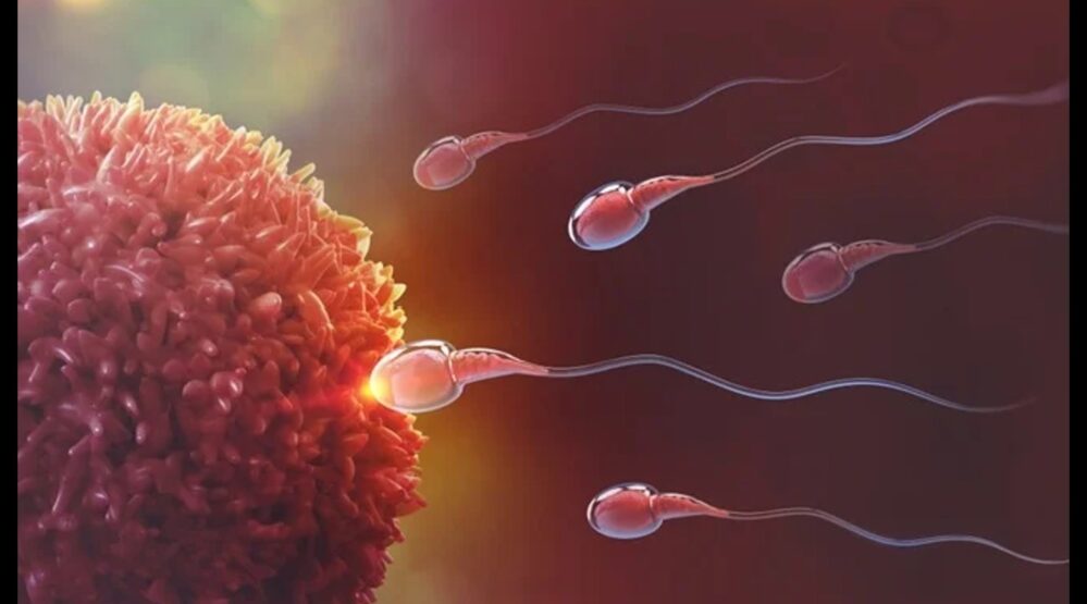 Spermageddon: 613 Pregnancies Later